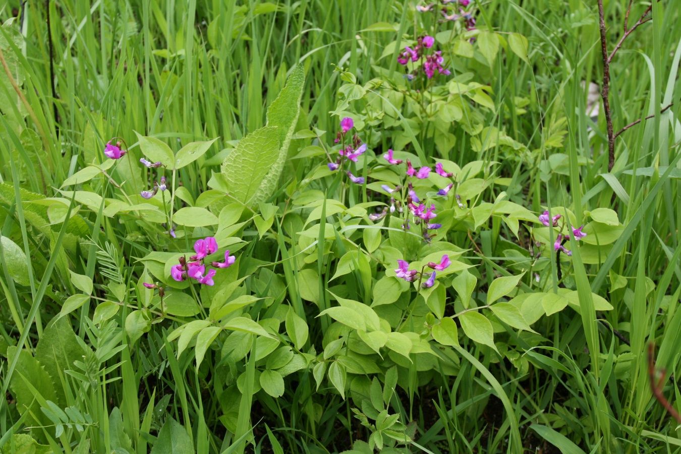 Изображение особи Lathyrus vernus.