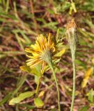 Scorzoneroides autumnalis. Соцветие. Костромская обл., окр. Кологрива, правый берег р. Унжа, Костромская пойма, луг. 27 августа 2020 г.