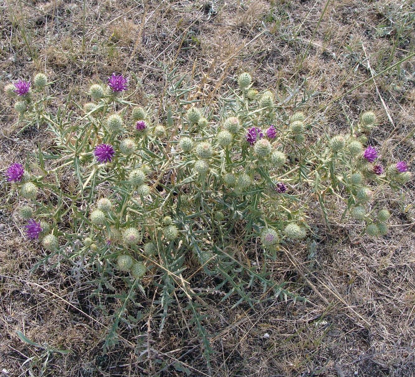 Изображение особи Cousinia fedorovii.