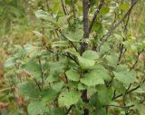 Betula humilis. Средняя часть побегов и соплодия. Архангельская обл., Красноборский р-н, междуречье рр. Сётра и Пойла. Конец августа.