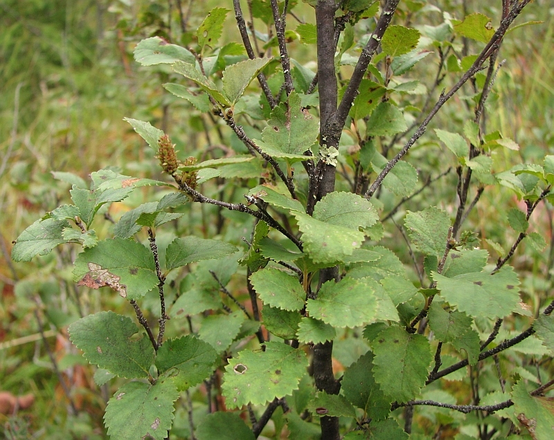 Image of Betula humilis specimen.