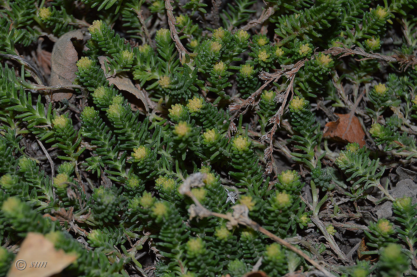 Image of genus Sedum specimen.