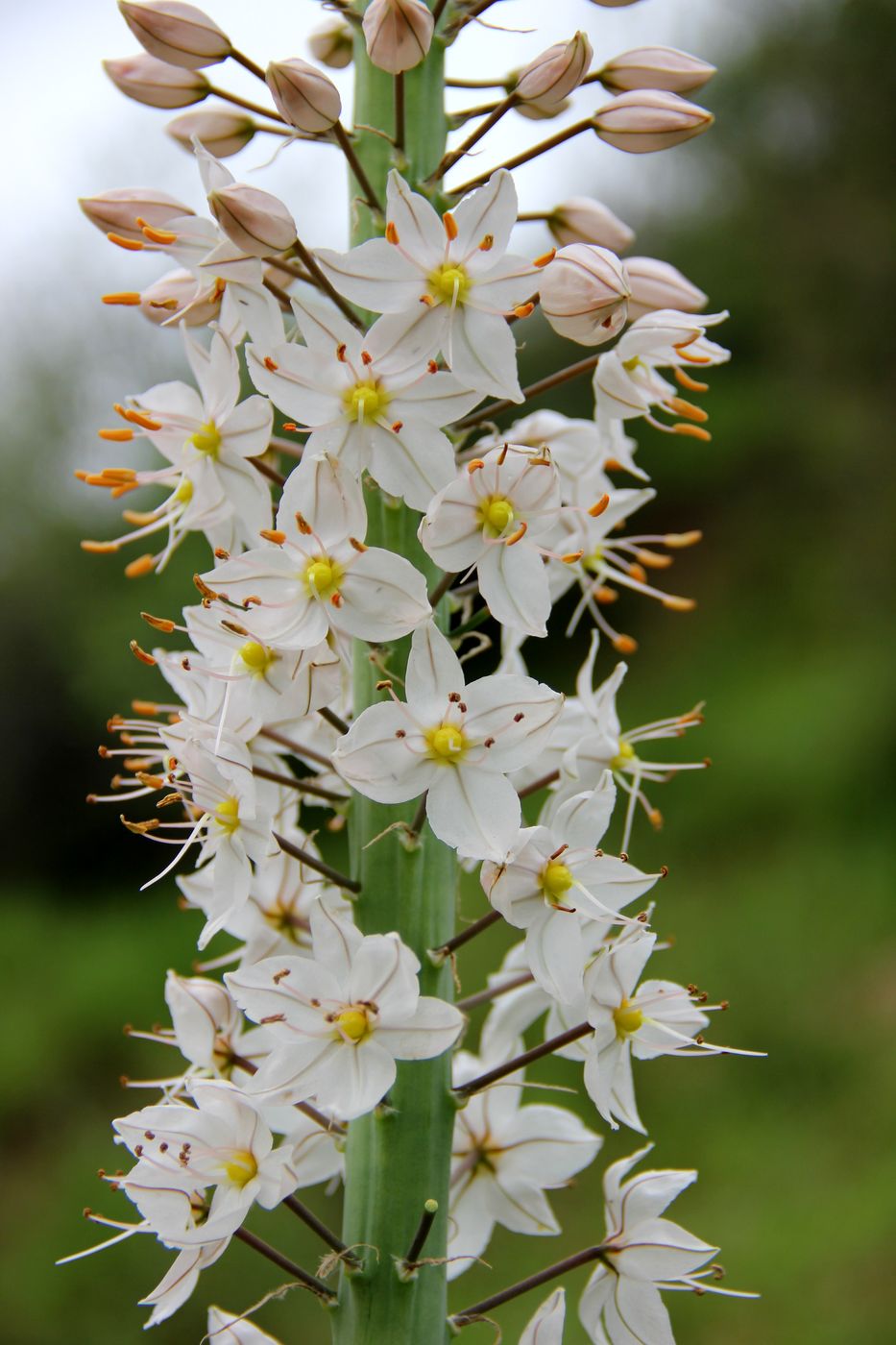 Image of Eremurus robustus specimen.