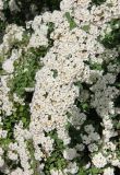 Spiraea