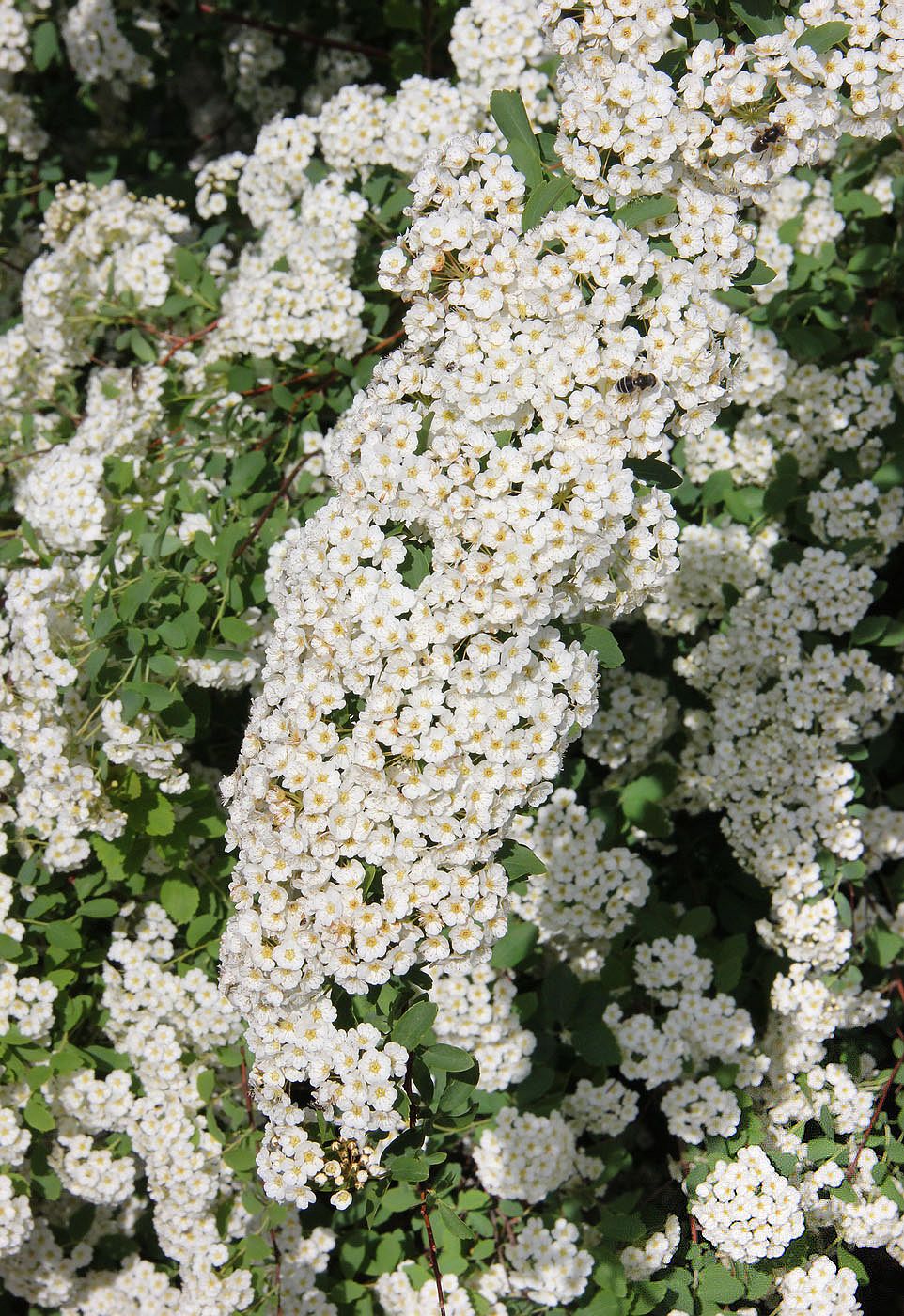 Image of genus Spiraea specimen.