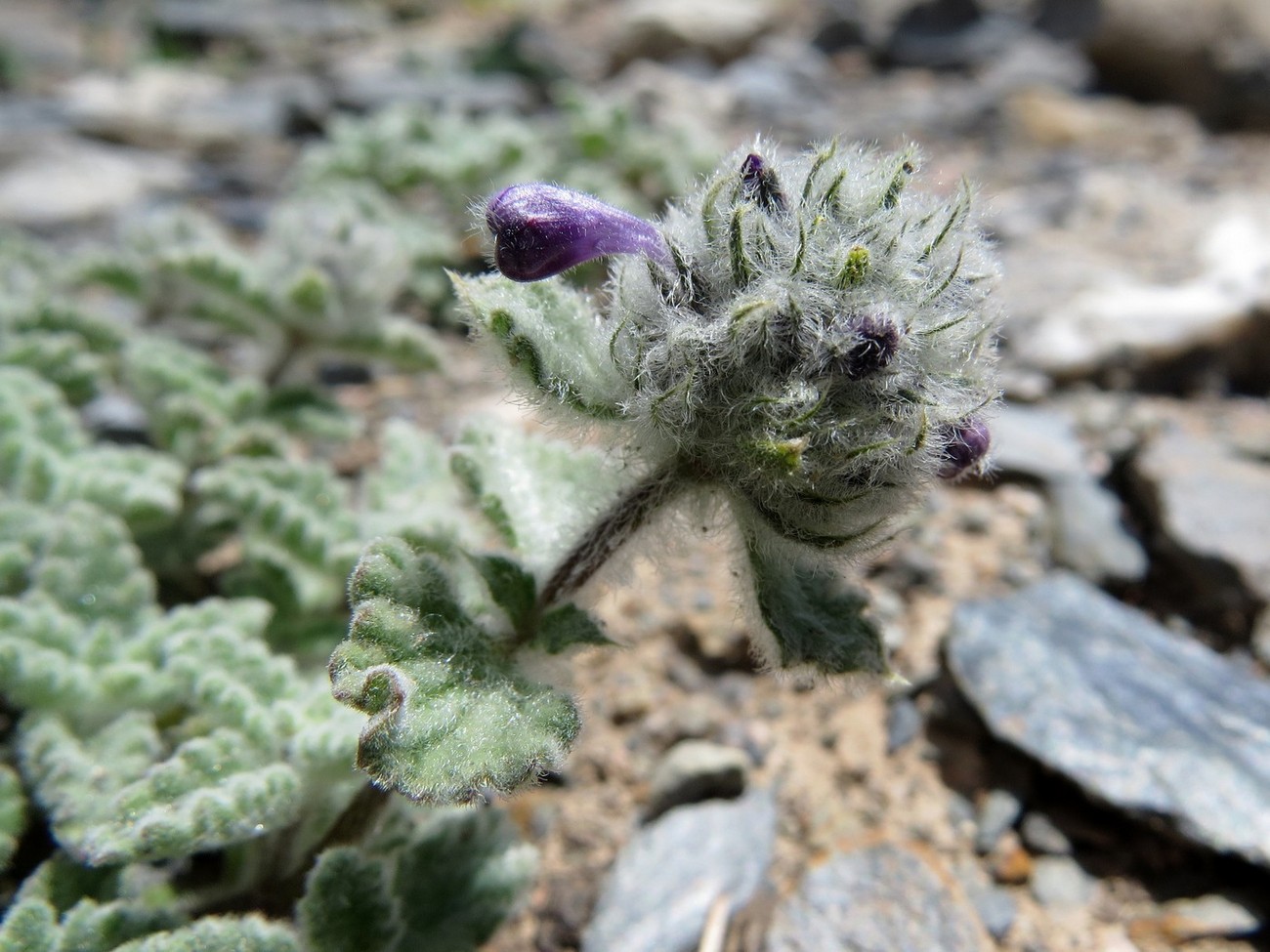 Image of Nepeta kokanica specimen.