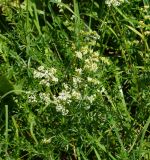 Galium mollugo