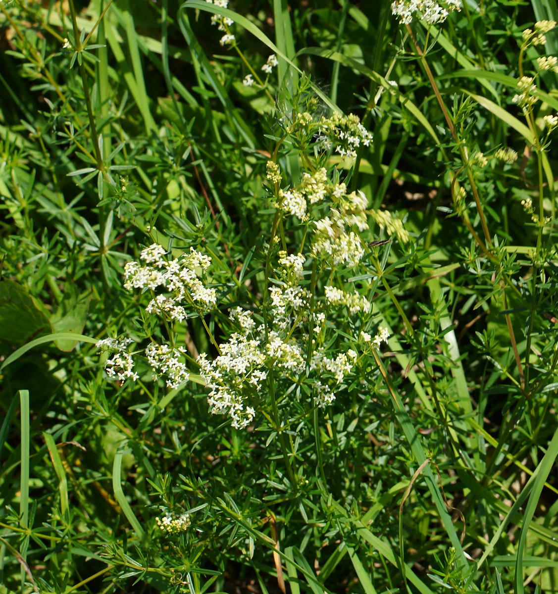 Image of Galium mollugo specimen.