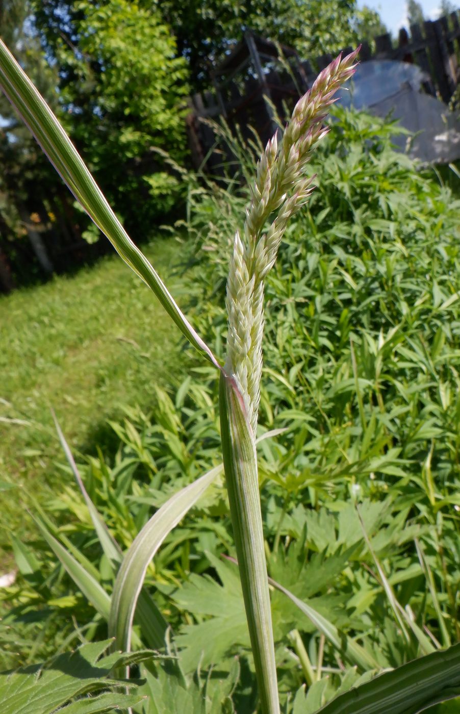 Image of Phalaroides japonica specimen.