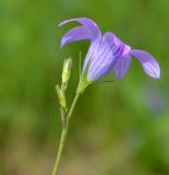 Campanula patula. Соцветие с цветками и бутонами. Тульская обл., Плавский р-н, окр. пос. Молочные Дворы, балка, суходольный луг. 30.05.2013.