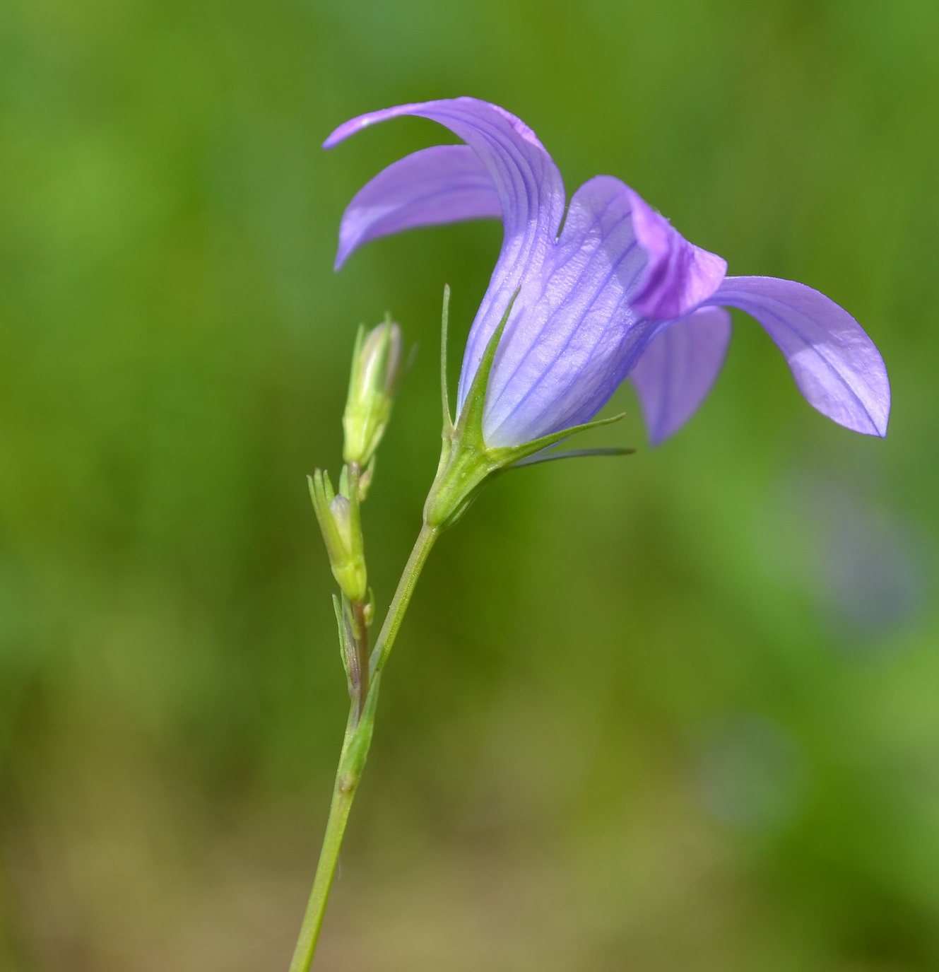 Image of Campanula patula specimen.