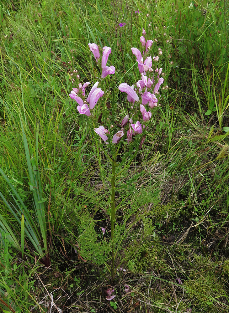 Изображение особи Pedicularis grandiflora.