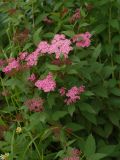 Spiraea japonica