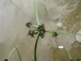 Cyperus fuscus