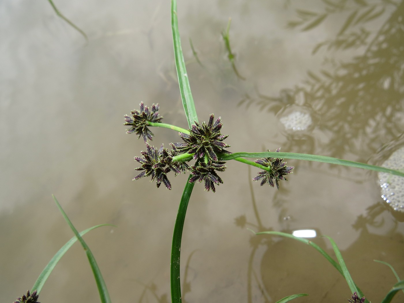 Image of Cyperus fuscus specimen.