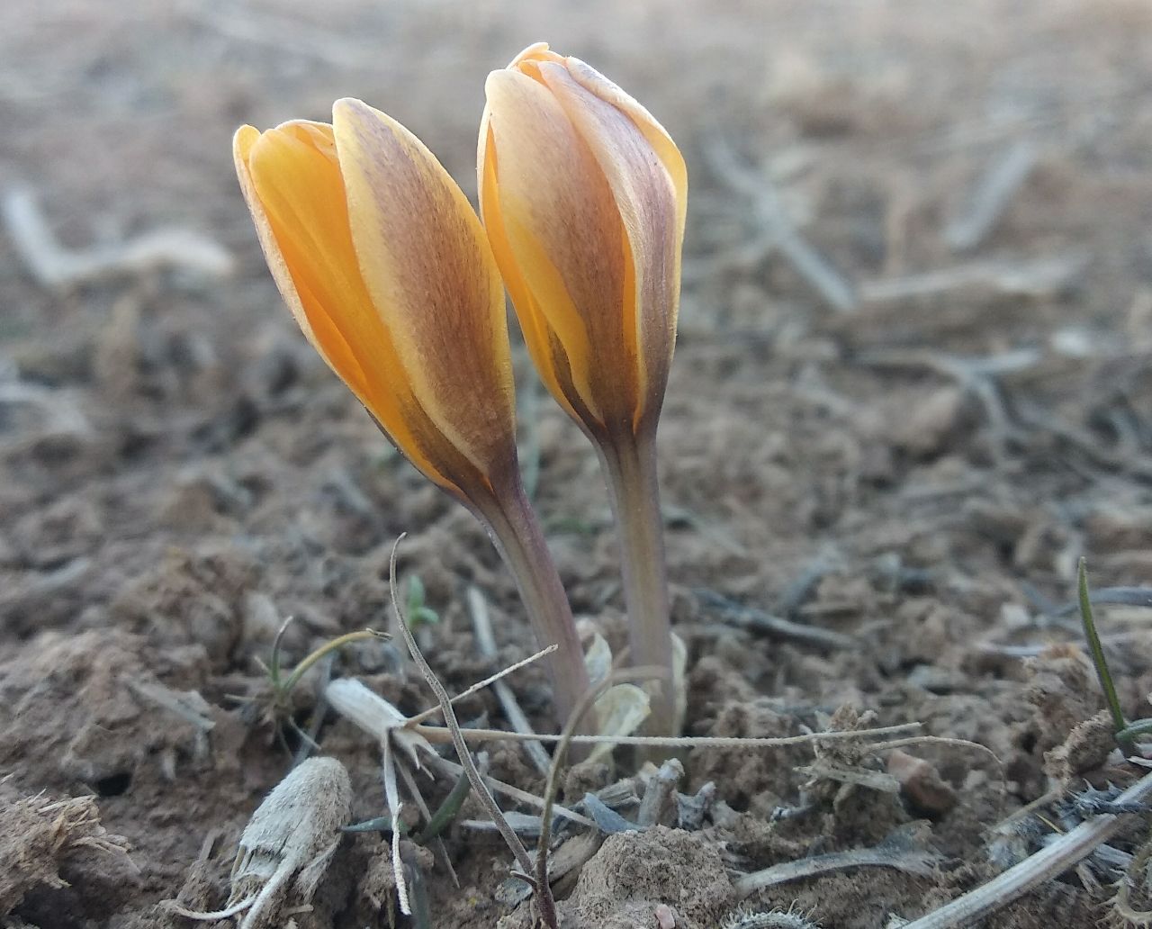 Изображение особи Crocus korolkowii.