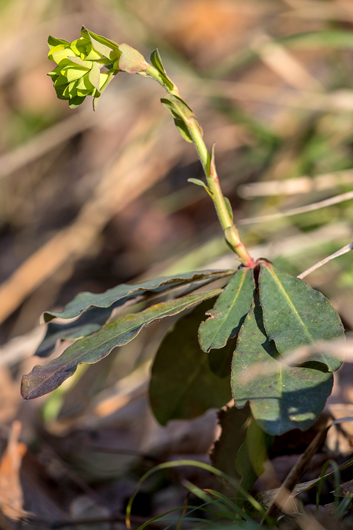 Изображение особи Euphorbia amygdaloides.