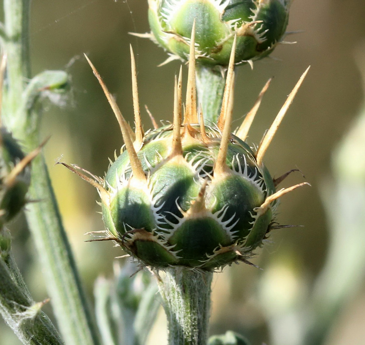 Image of Centaurea salonitana specimen.