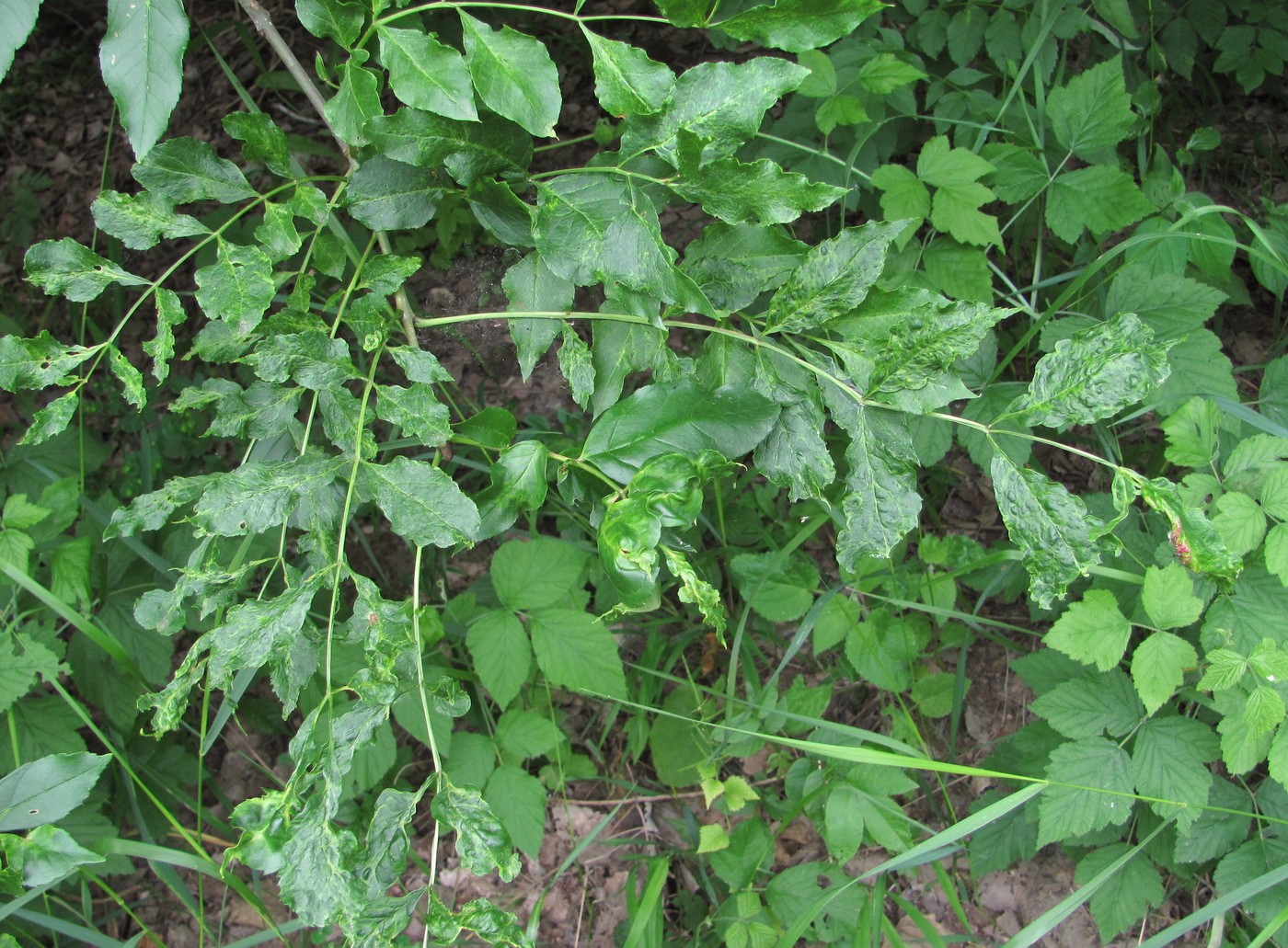 Image of Fraxinus excelsior specimen.