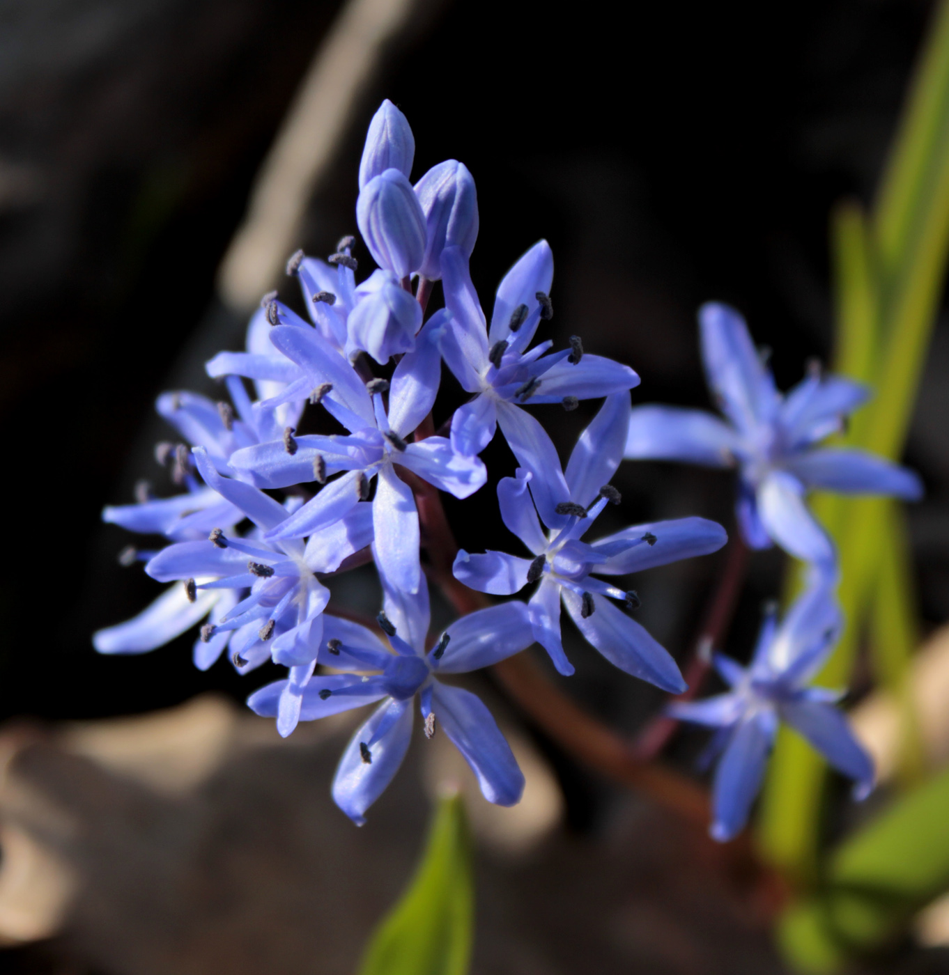 Изображение особи Scilla bifolia.