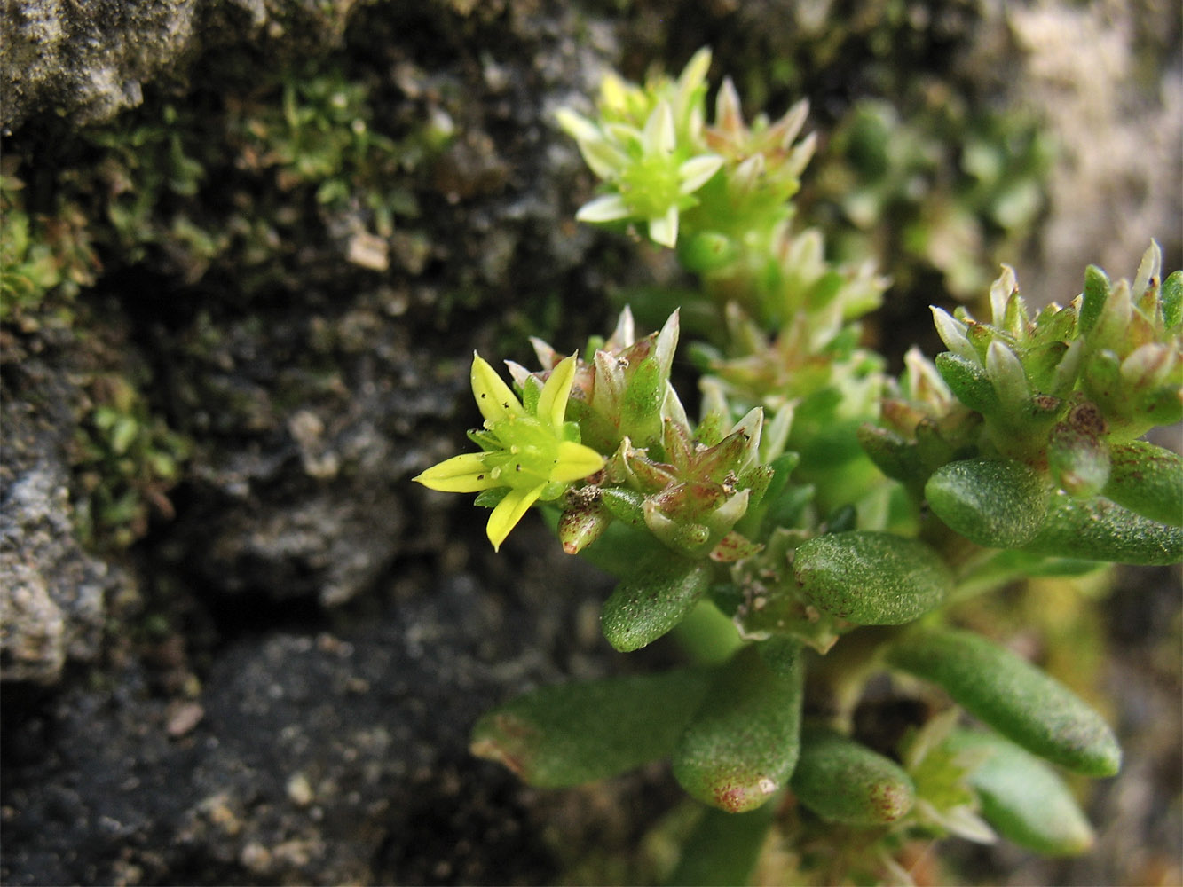 Изображение особи Sedum litoreum.