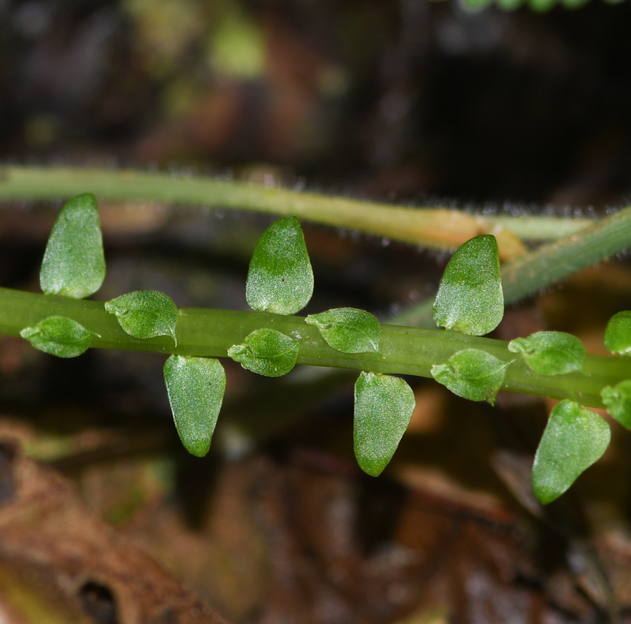 Image of genus Selaginella specimen.