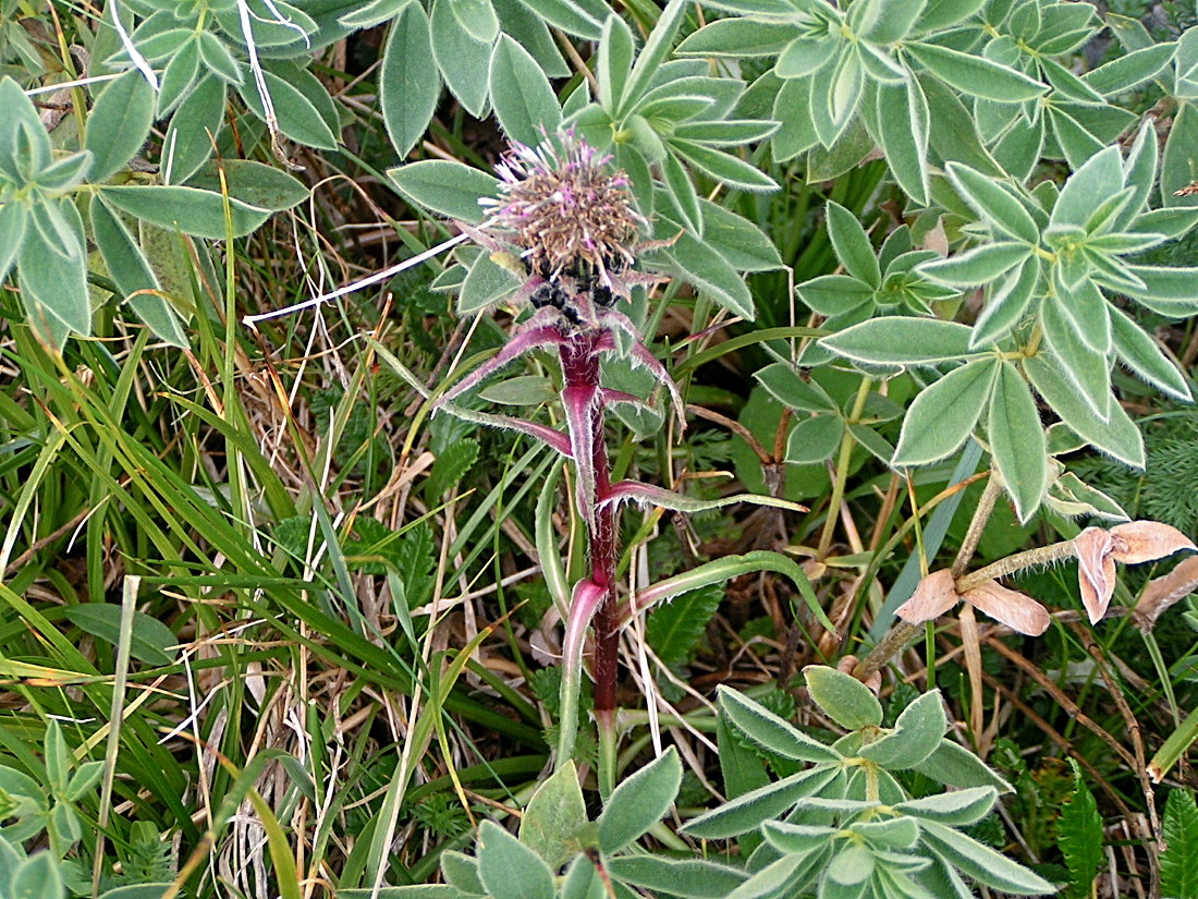 Изображение особи Saussurea schanginiana.