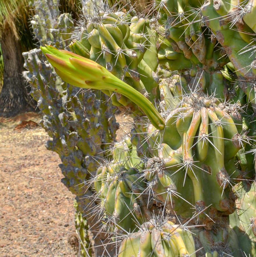 Изображение особи Cereus peruvianus var. monstrosus.