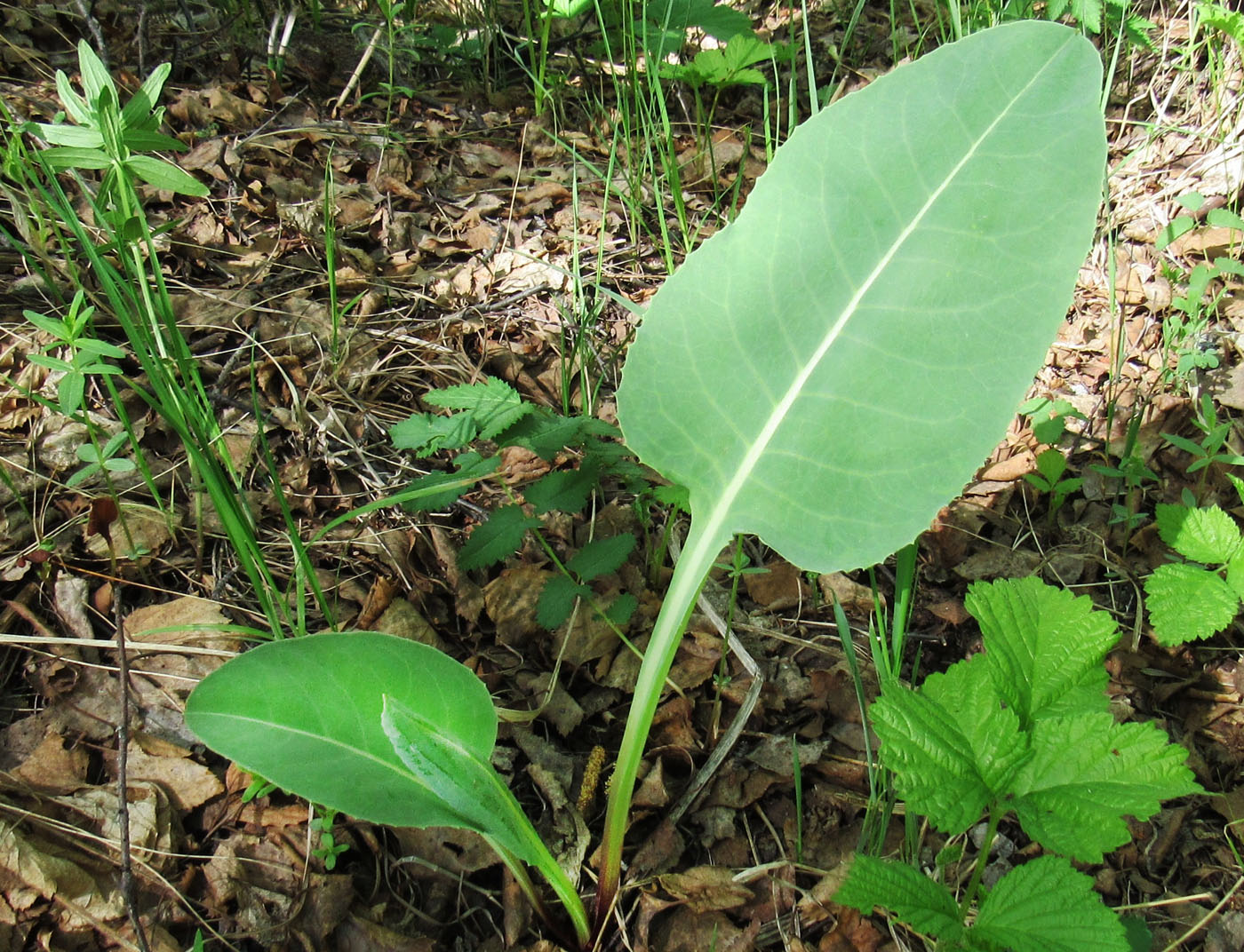 Изображение особи Ligularia macrophylla.