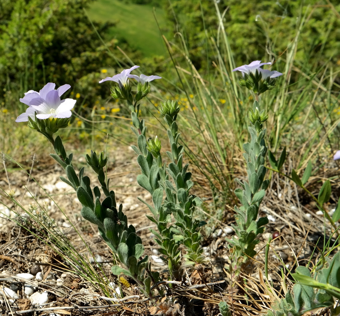 Изображение особи Linum lanuginosum.