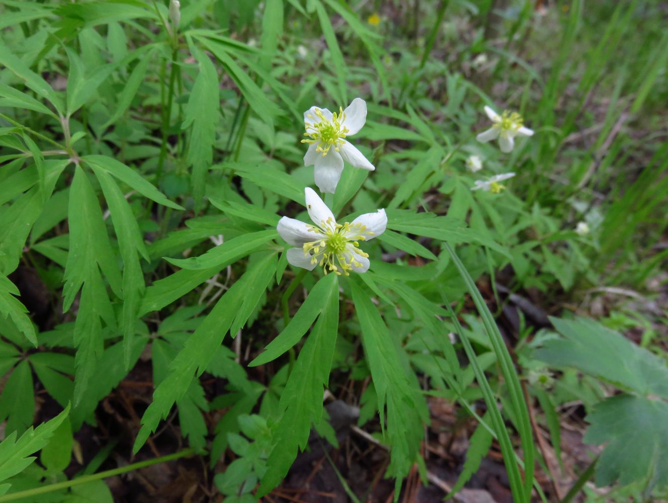 Изображение особи Anemone osinovskiensis.
