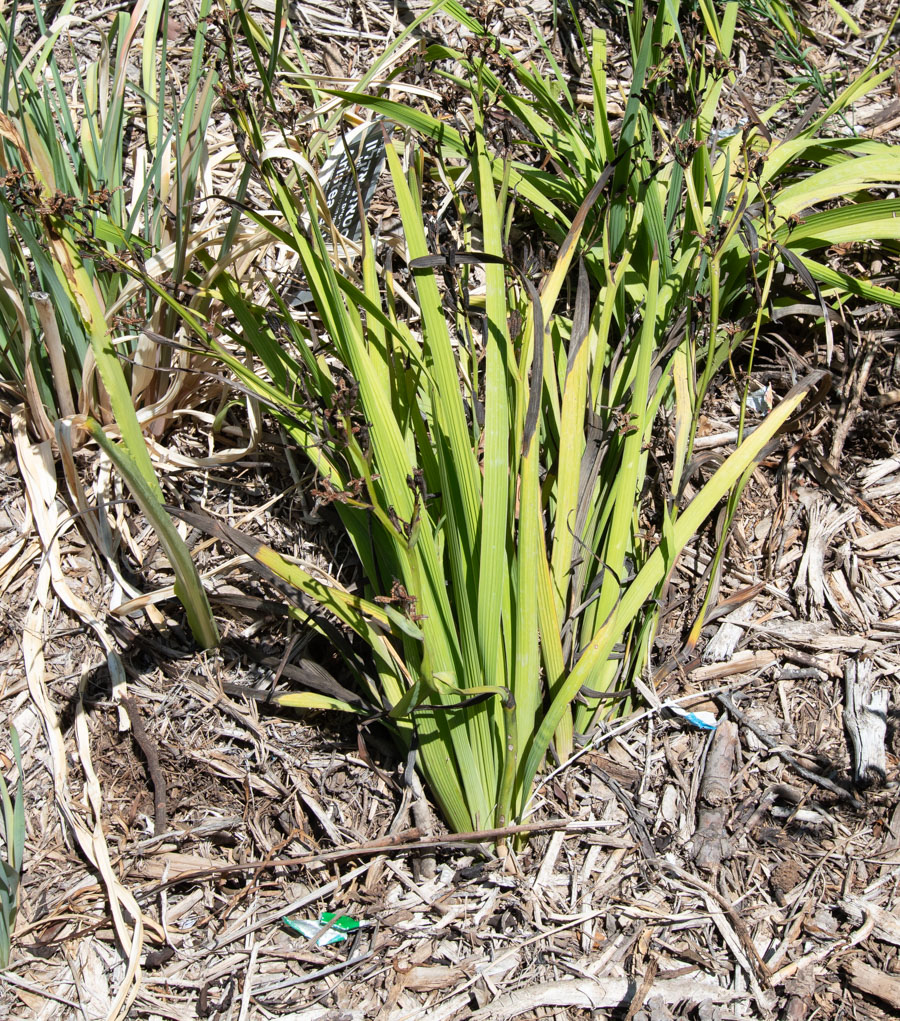 Image of Aristea ecklonii specimen.