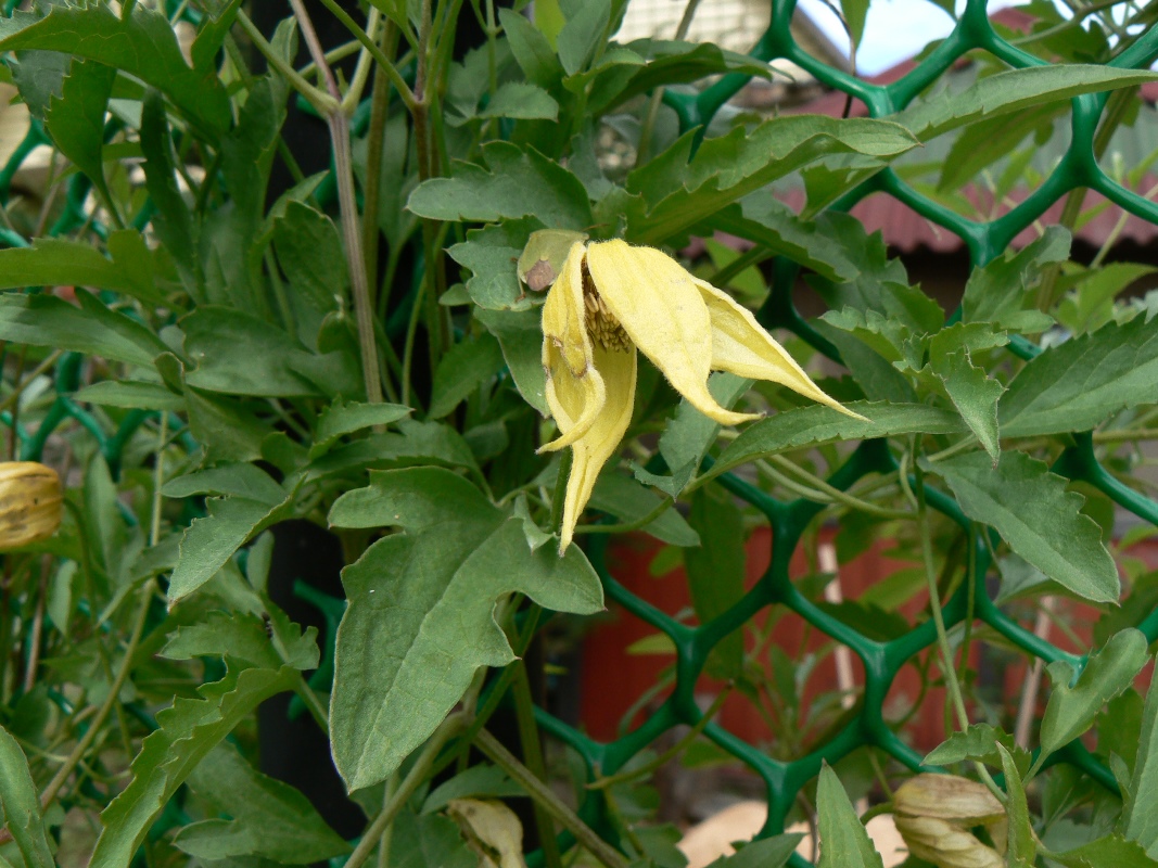 Image of Clematis tangutica specimen.