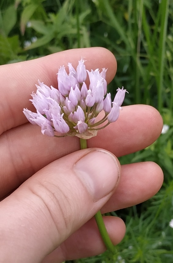 Image of Allium angulosum specimen.