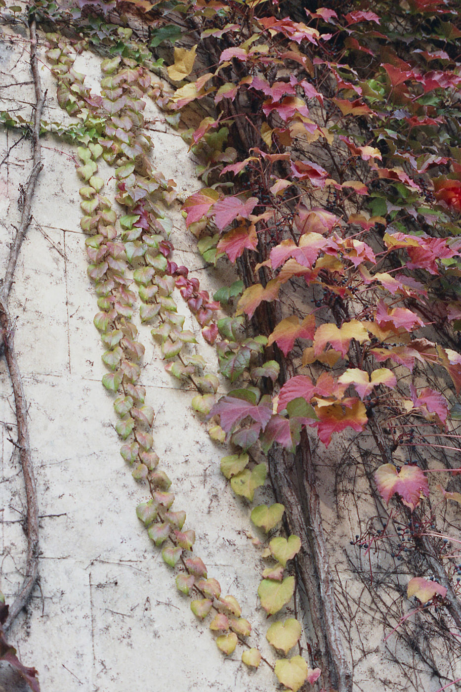 Изображение особи Parthenocissus tricuspidata.