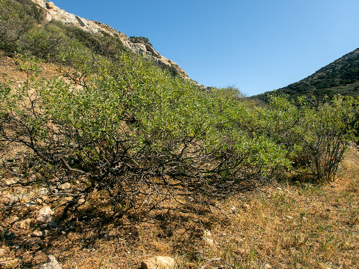 Image of Anagyris foetida specimen.