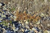 genus Salsola. Плодоносящее растение. Приморье, Хасанский р-н, окр. с. Рязановка, бух. Горшкова, кромка каменистого пляжа. 02.10.2021.