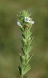 Euphrasia pectinata