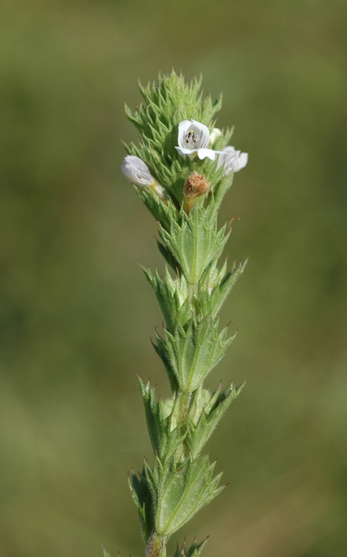 Изображение особи Euphrasia pectinata.