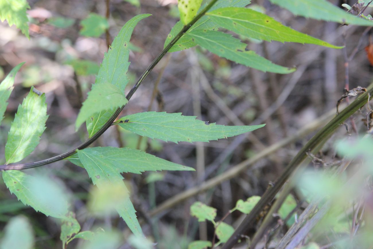 Изображение особи Adenophora lamarckii.