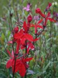 Lobelia cardinalis