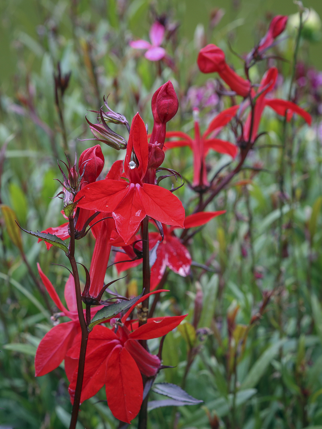 Image of Lobelia cardinalis specimen.