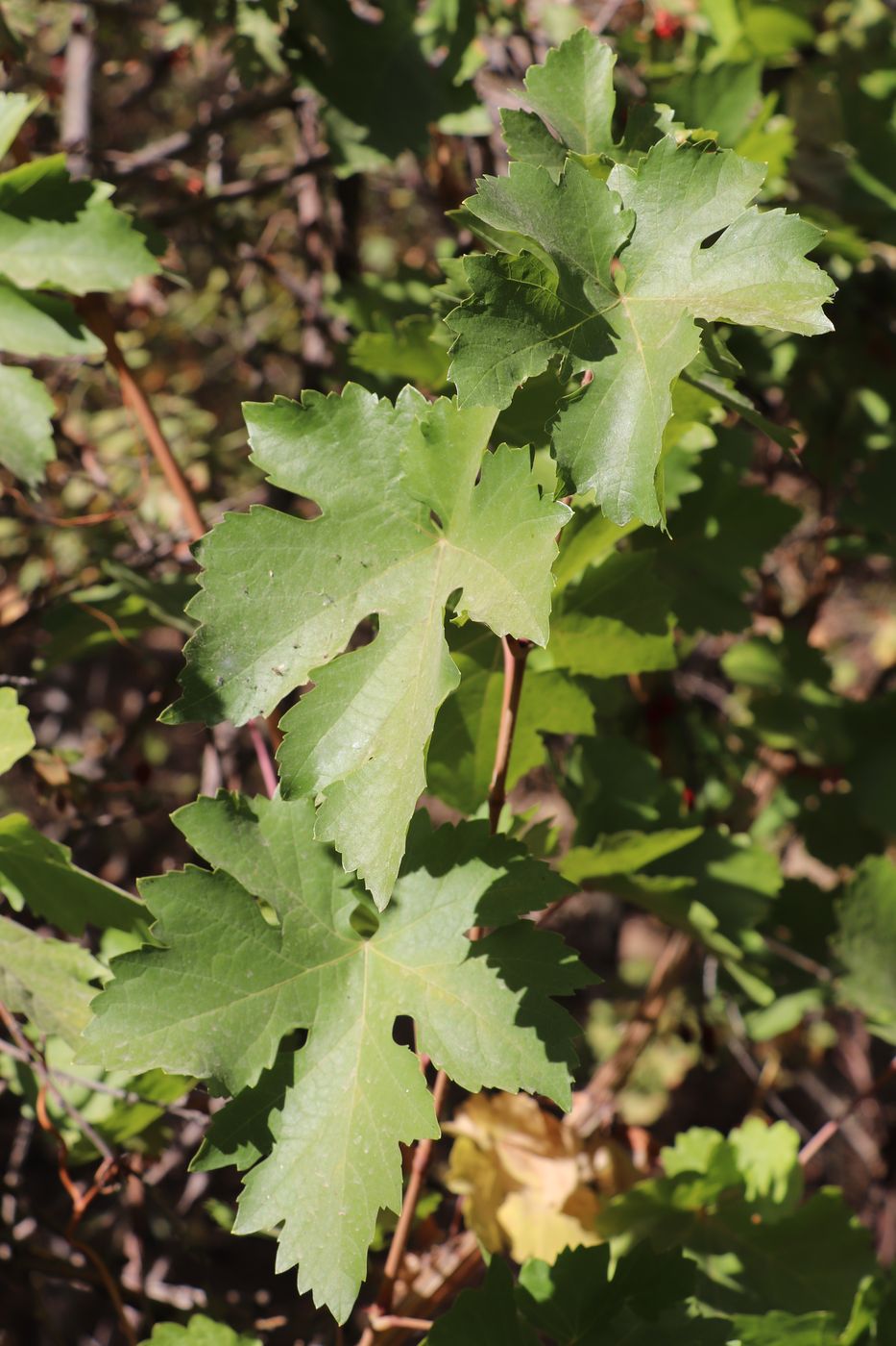 Image of Vitis vinifera specimen.