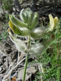 Astragalus iskanderi