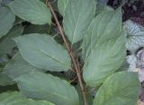 Hydrangea paniculata