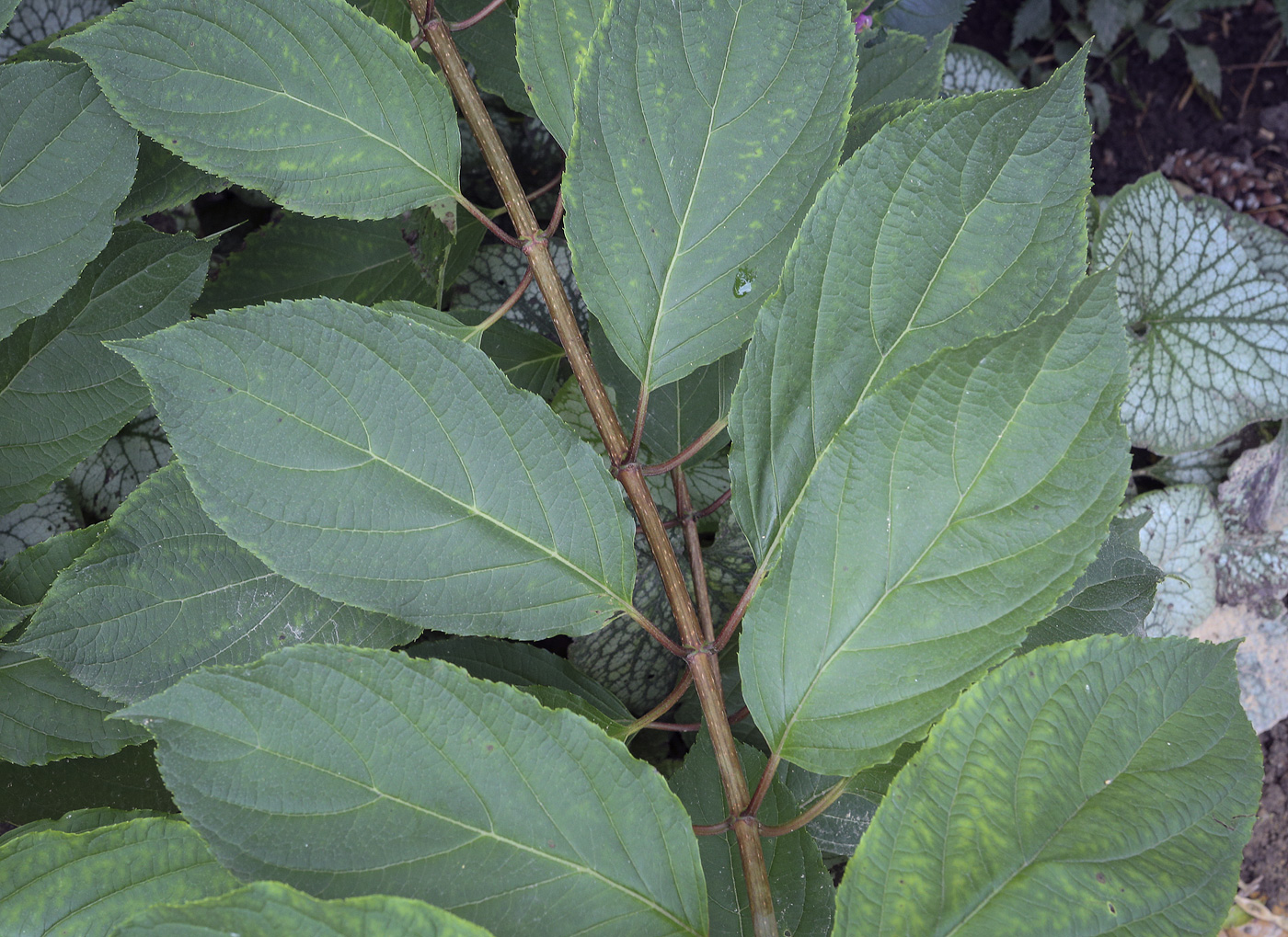 Image of Hydrangea paniculata specimen.