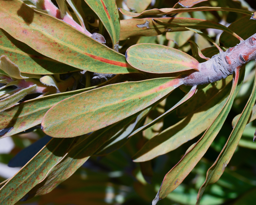 Изображение особи Protea obtusifolia.