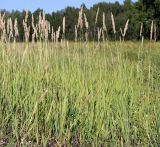 Calamagrostis glomerata
