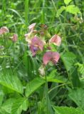 Lathyrus sylvestris. Соцветие. Северная Осетия, Пригородный р-н, окр. с. Алханчурт, у дороги. 21.06.2021.