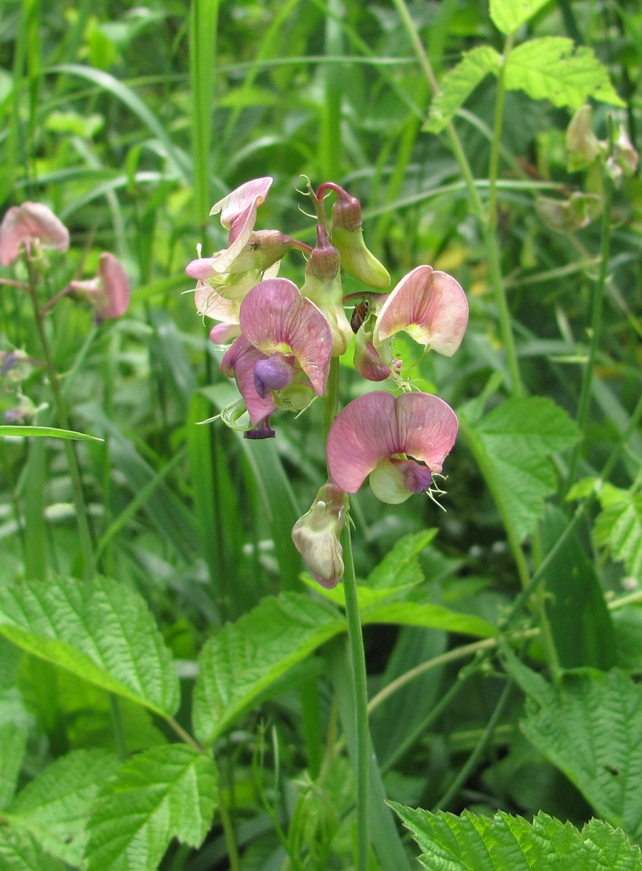 Image of Lathyrus sylvestris specimen.